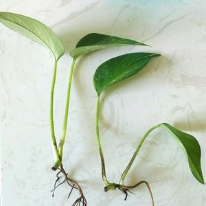 Pothos tropical summer home decor live plant